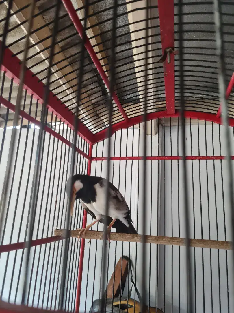 Jalak Suren Gacor Jual Full Set