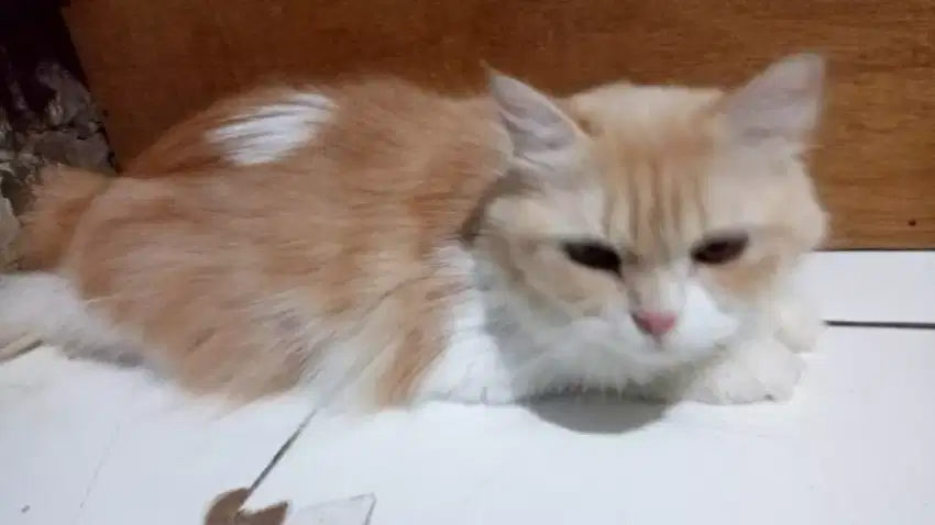 Tempat penitipan kucing