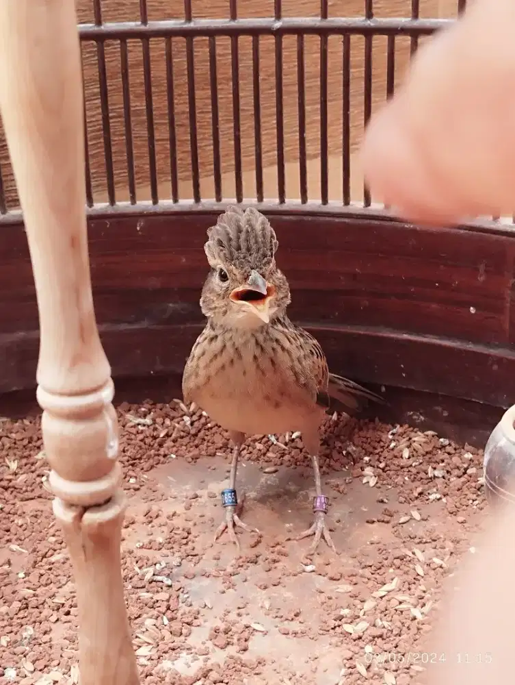 BURUNG BRANJANGAN JAVANICA JAMBUL ABADI GACOR JINAK MATERIAN