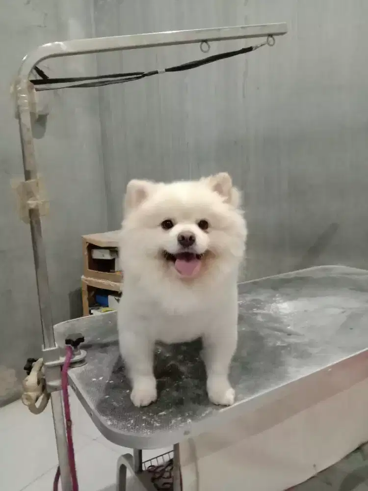 Athena pet menyediakan Grooming Anjing & Kucing Panggilan.