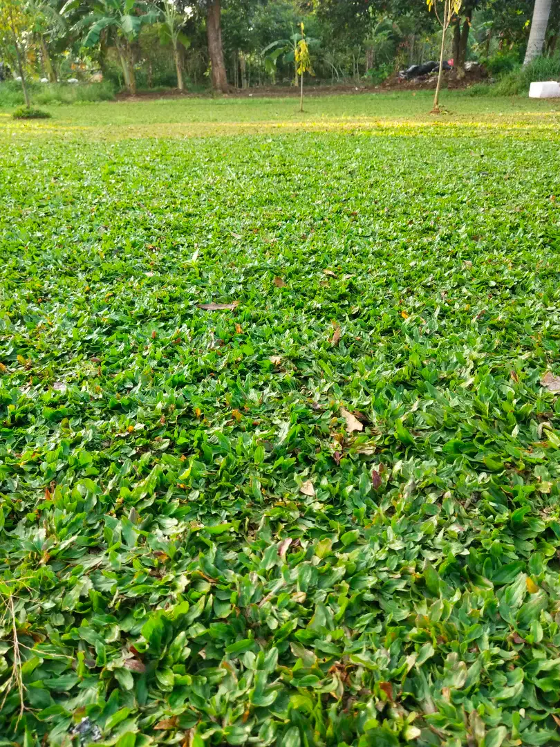 Rumput Hijau gajah mini rumput taman