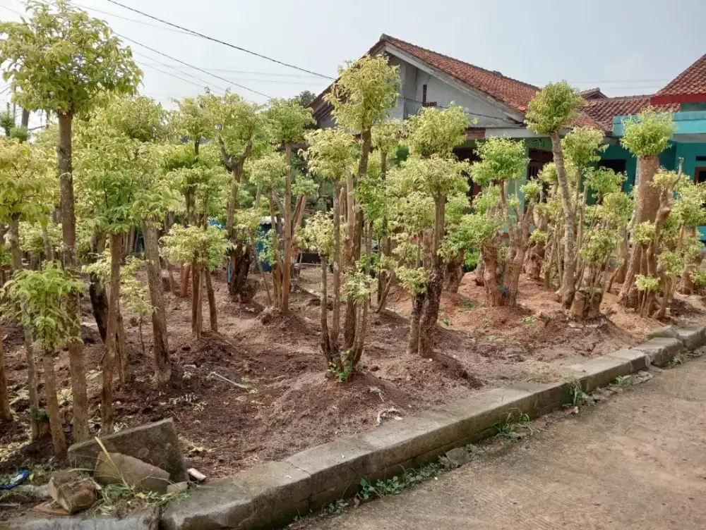 Pohon bonsai anting putri