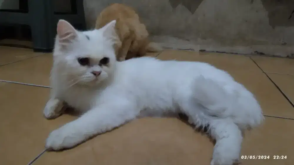 Over adov persia jantan 10bulan ekor kemoceng