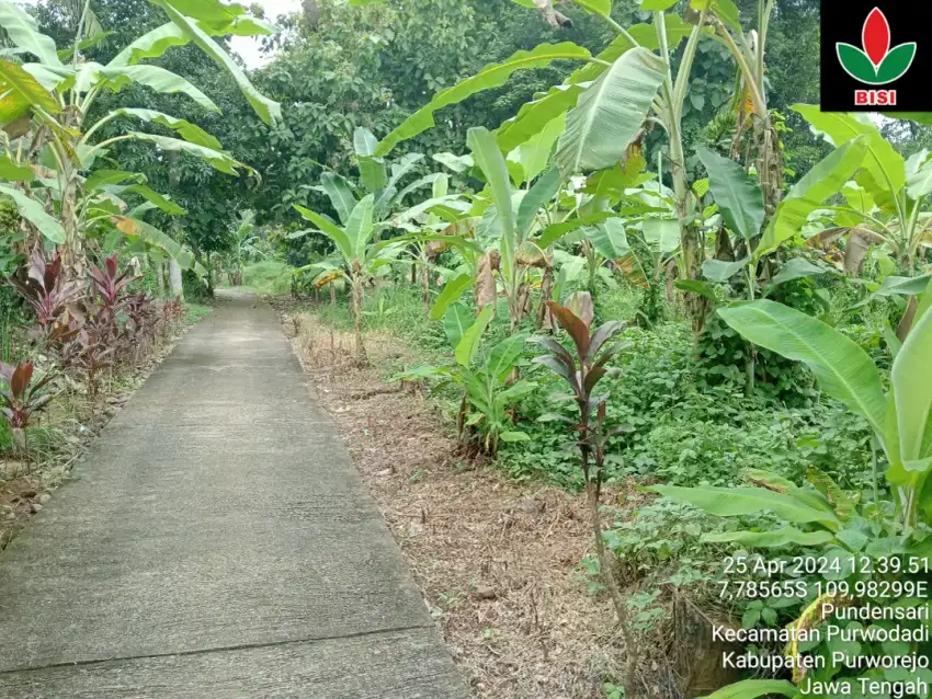 Tanah murah posisi datar , di pemukiman padat penduduk