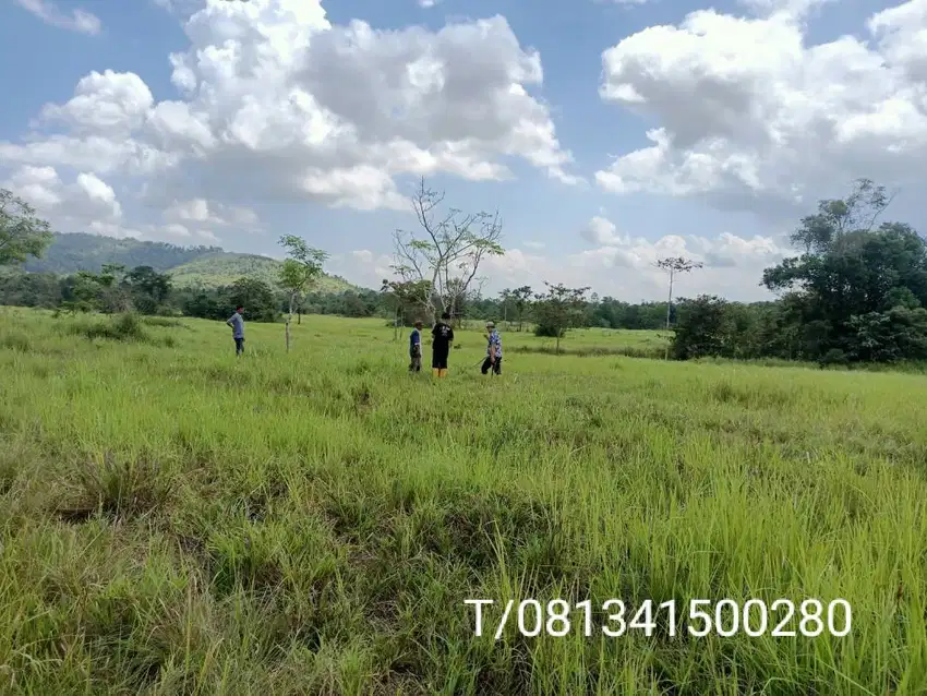 Tanah kebun di jual sangat murah di pondidaha Konawe Sulawesi tenggara