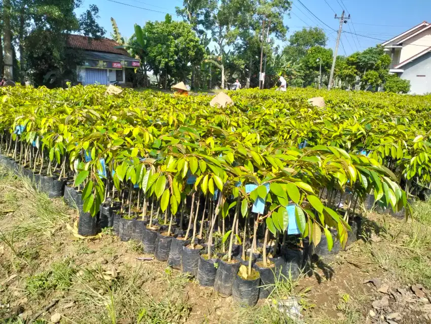 Bibit durian kromo banyumas berlabel dan bersertifikat