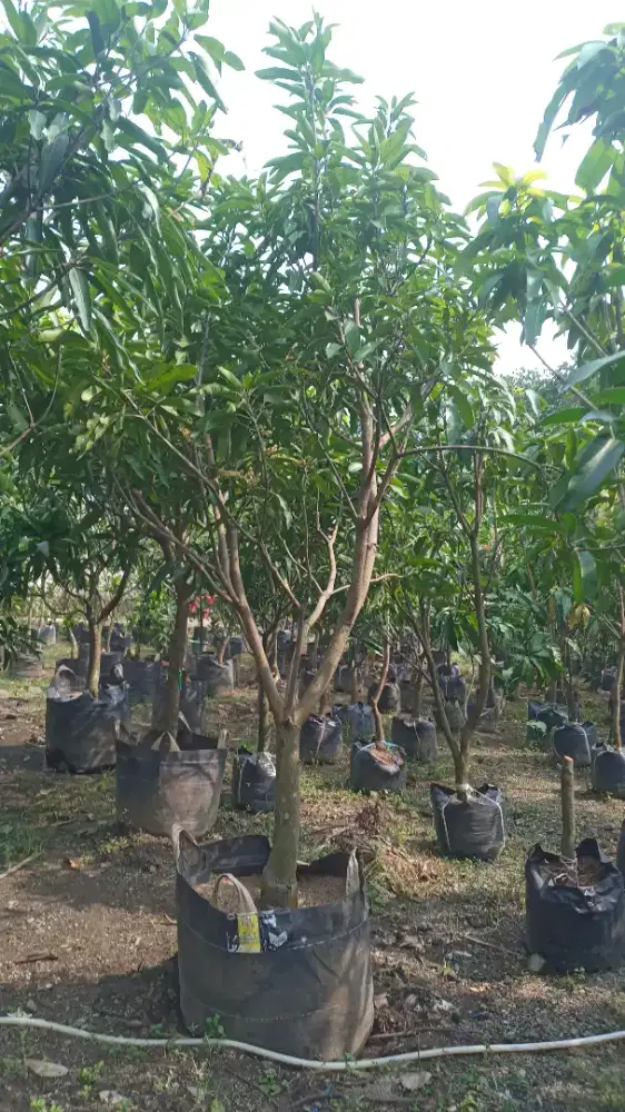 Pohon manggah cokanan