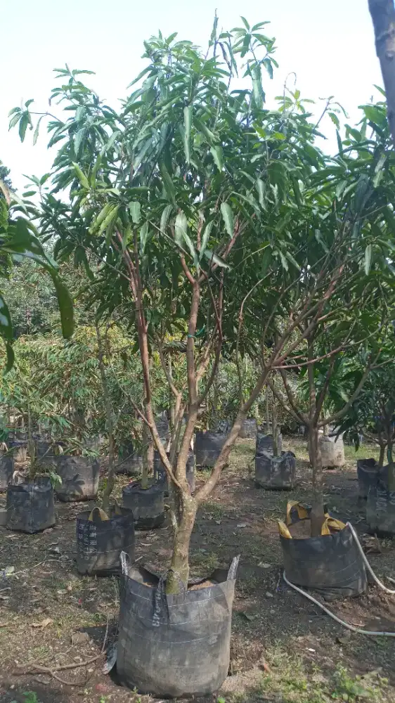 Pohon manggah gedong gincu