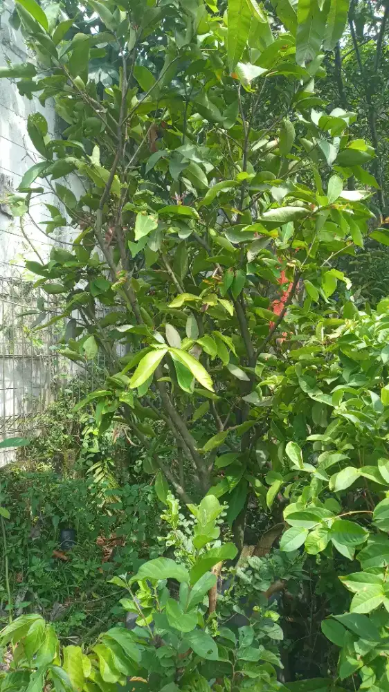 Pohon jambu air citra