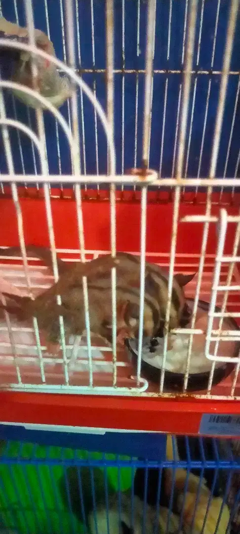 Sugar glider sg