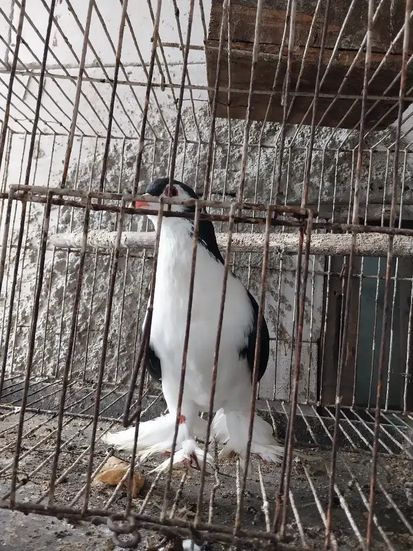 Dijual merpati lahorejantan bkn jacobin  santinet ayam