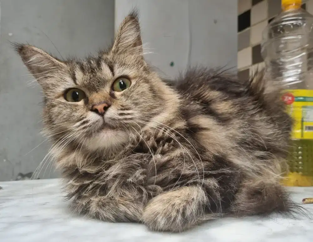 Kucing MC betina dewasa NP