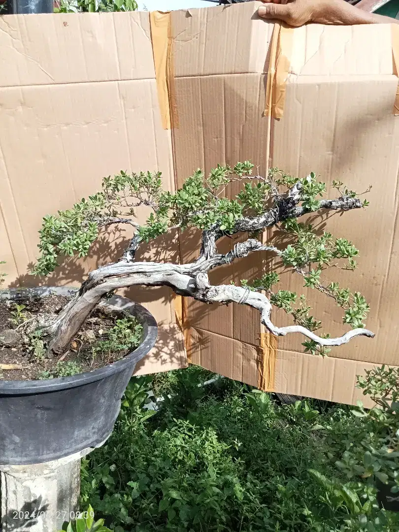 Bonsai Santigi Karang Mawar Super