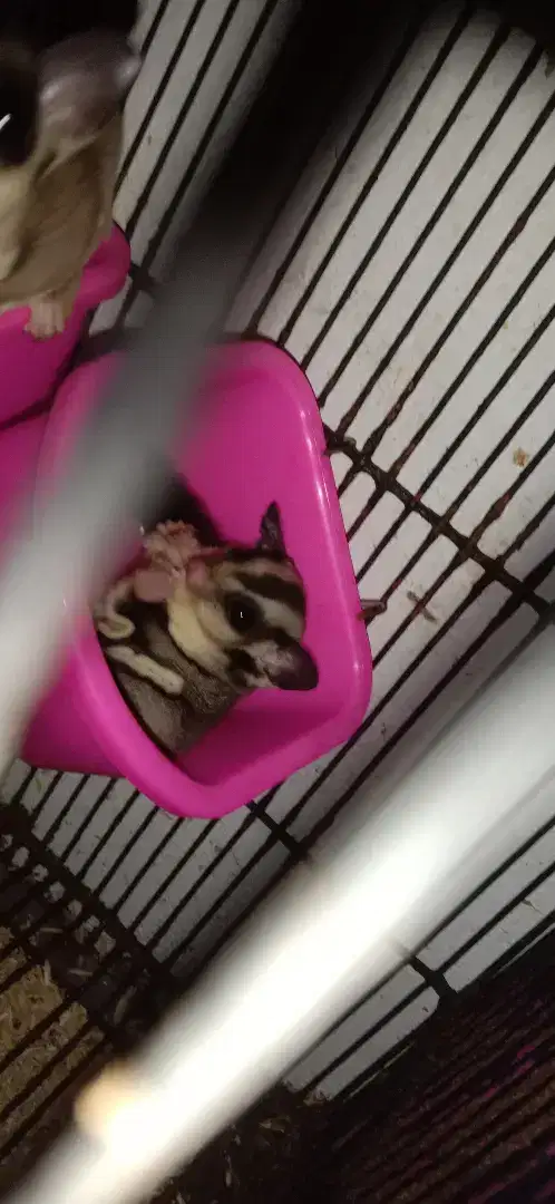 Sugar glider umur sekitar 2 bulanan