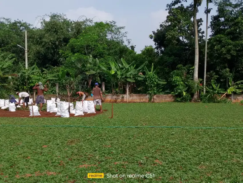 Juwar rumput untuk taman