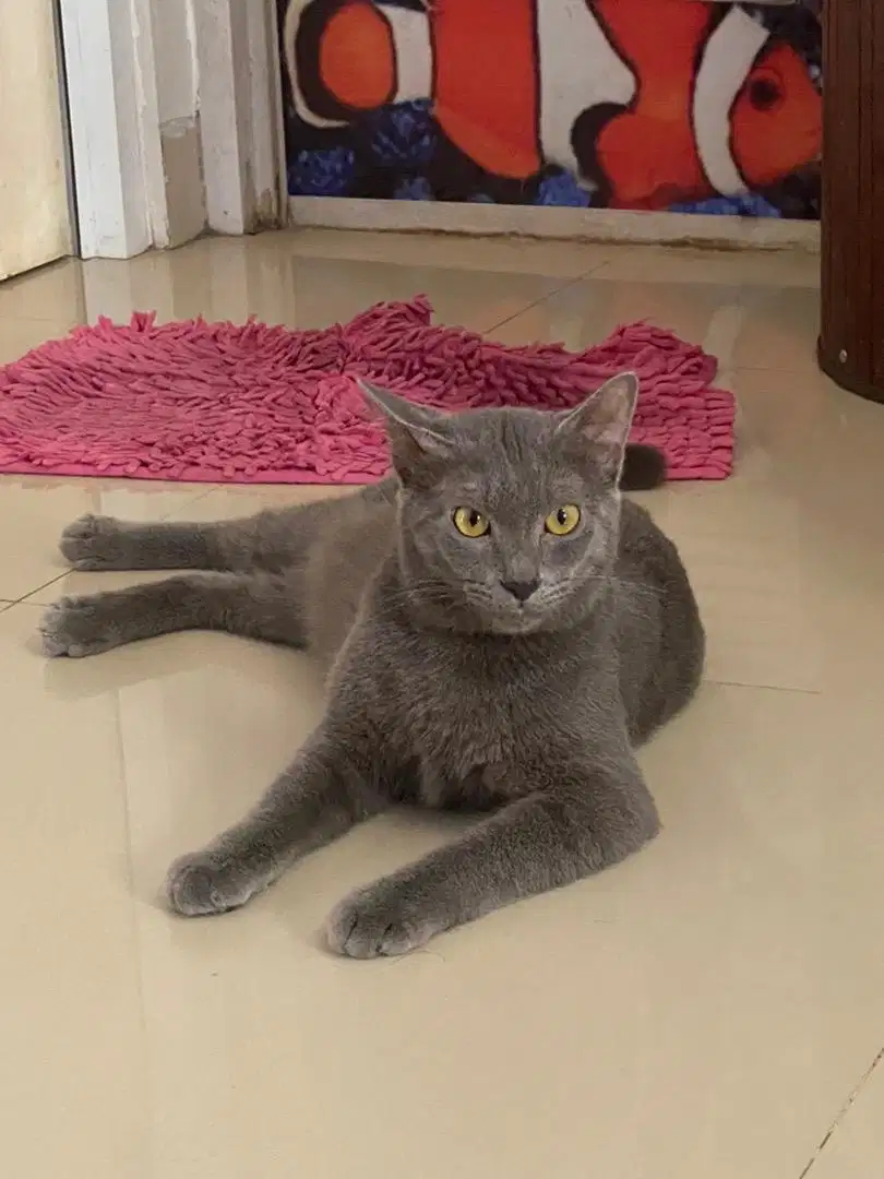 Kucing BSH russian blue jantan