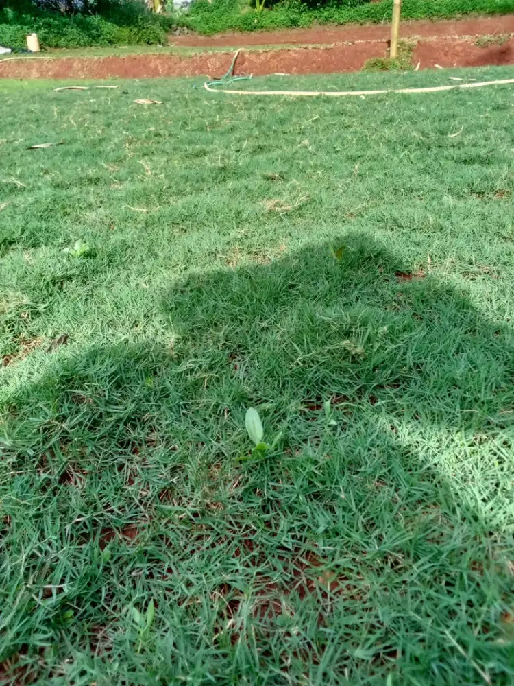 Jual rumput golf