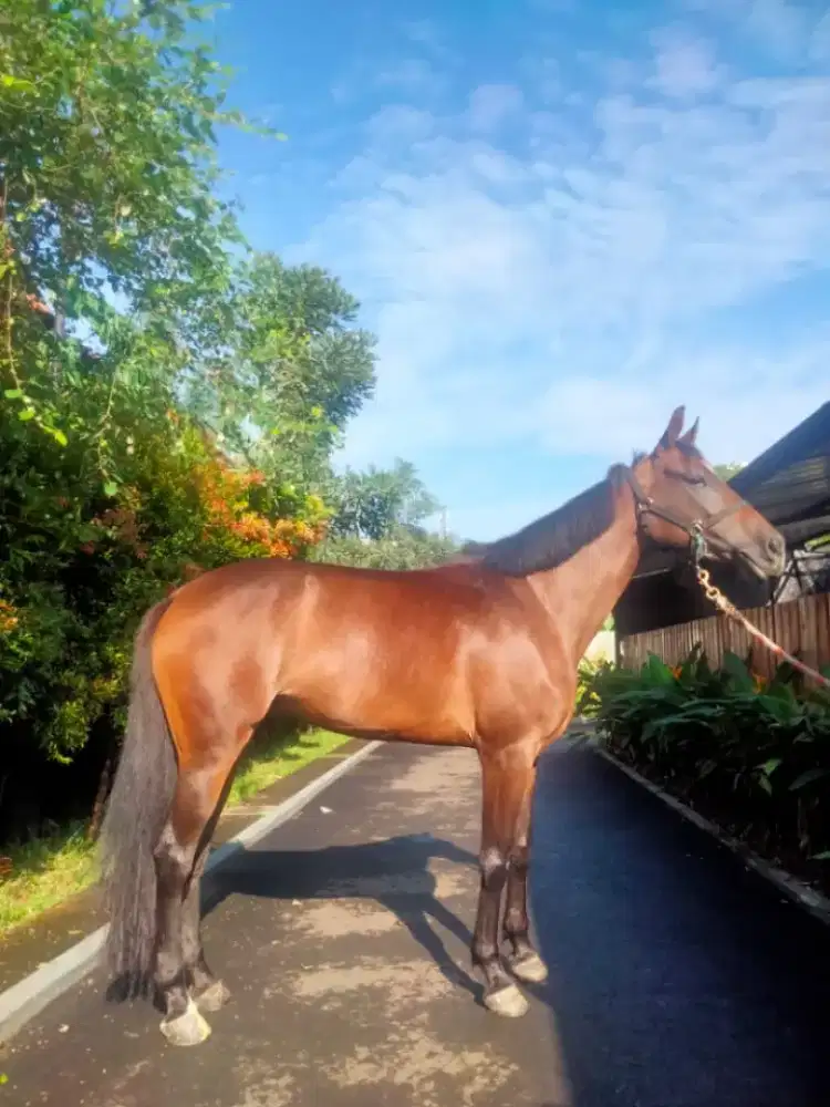 Kuda Pure Warm Blood Indo