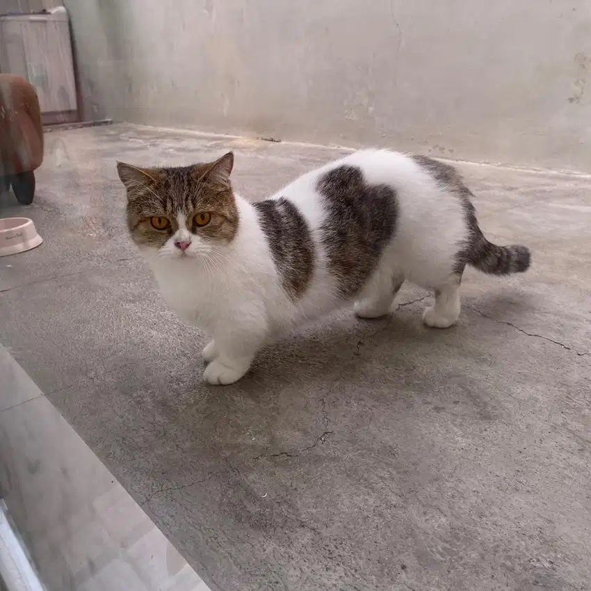 INDUKAN MUNCHKIN MINUET bukan BSH BRITISH SCOTTISH