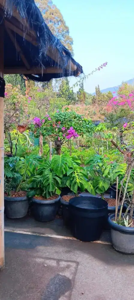 Jual Tanaman Harga Proyek dan Nego ditempat