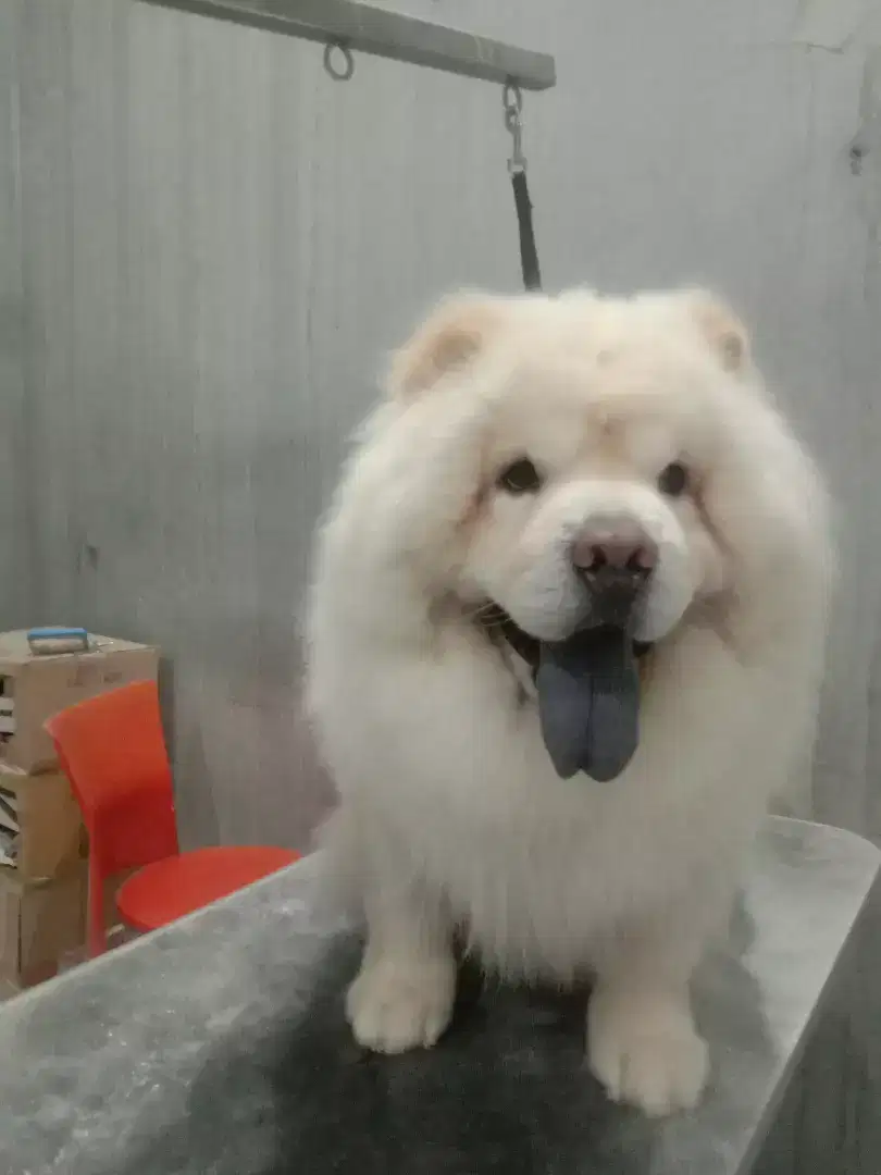 Grooming panggilan kerumah untuk anjing dan kucing( Home service)