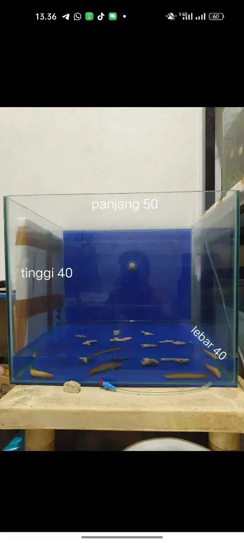 Akuarium  ukuran 50 x 40 x 40 mulus ad stiker biru belakang dan bawah