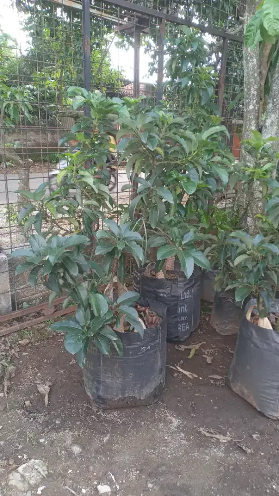 Pohon alpukat aligator