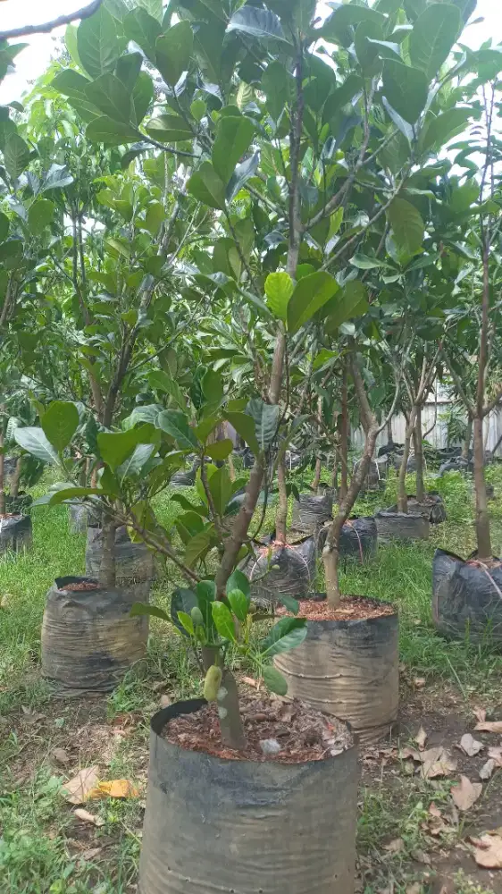 Pohon nangka mini madu
