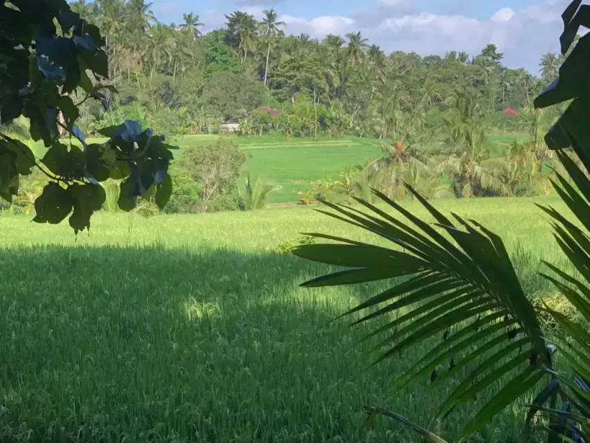 Tanah kebun luas kecil view sawah murah di tabanan bali.