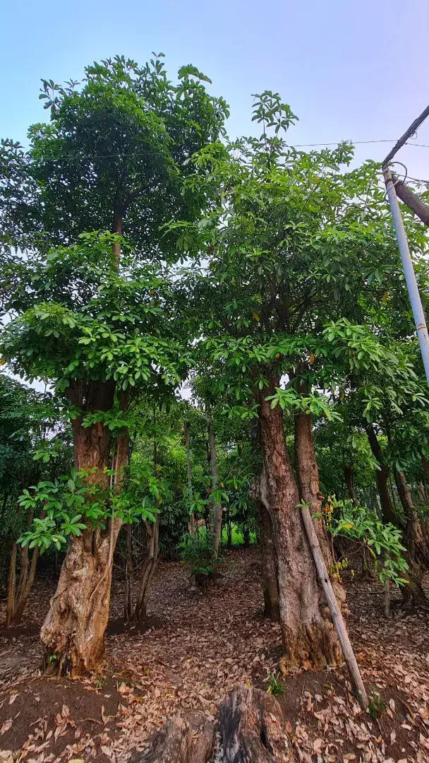 Jual Pohon Pule dan Bonsai Taman, Tukang Taman