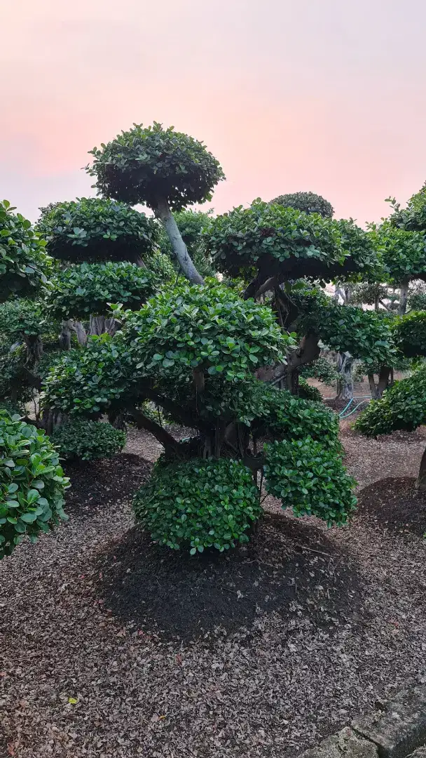Jual Bonsai Dolar, serut ,Randu Variegata dan Pohon Pule, Tukang Taman