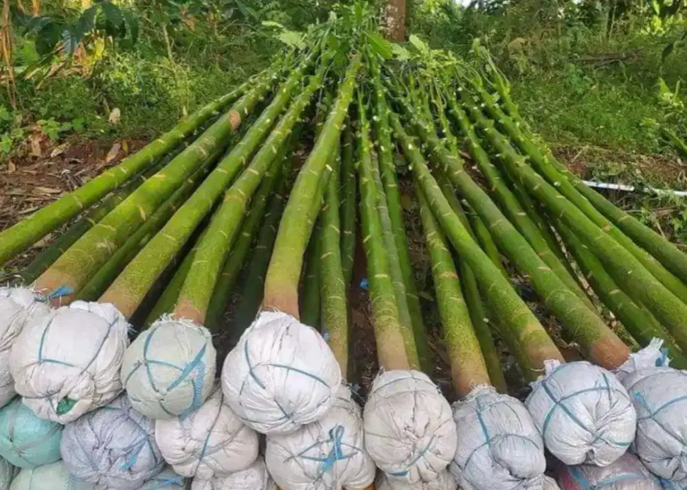 Tanaman hias parahiba/pakis Brazi 3mter