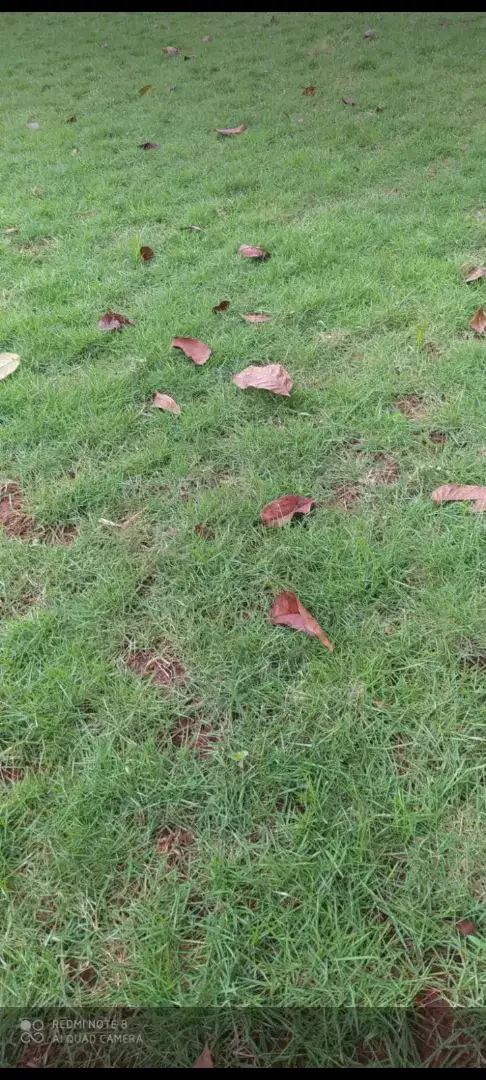 Juwal rumput taman