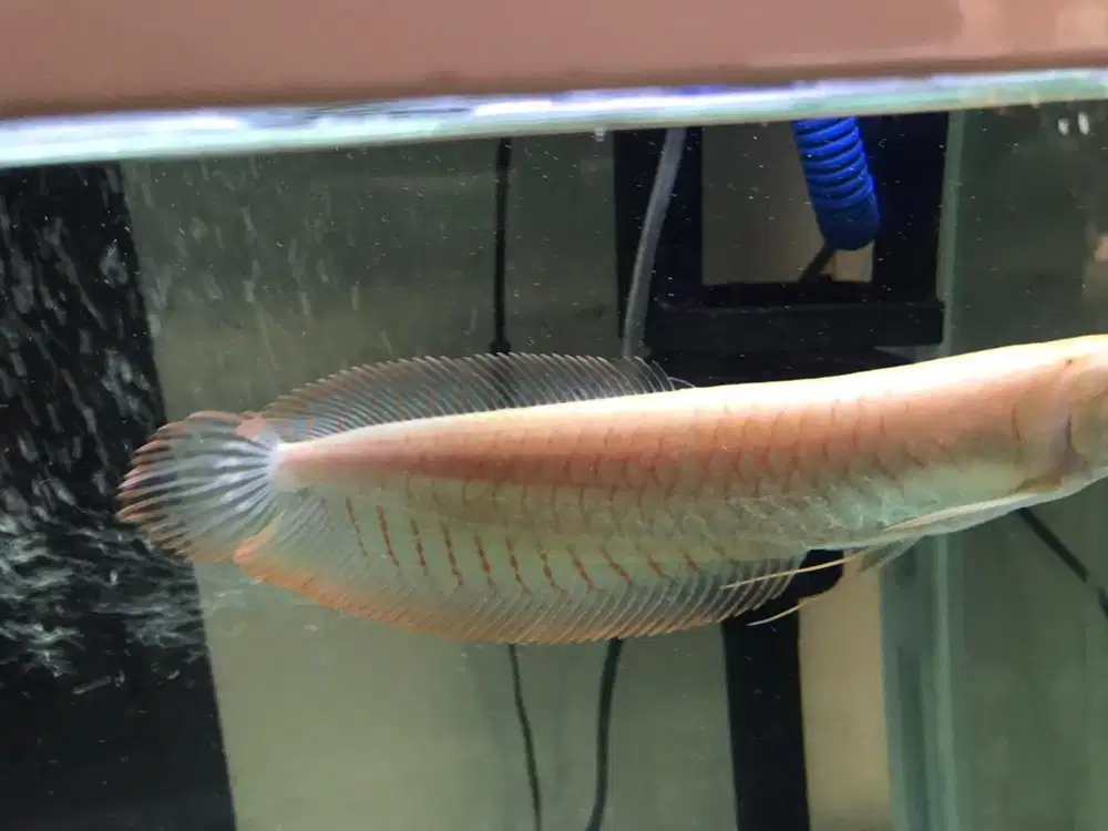 Arwana albino ready