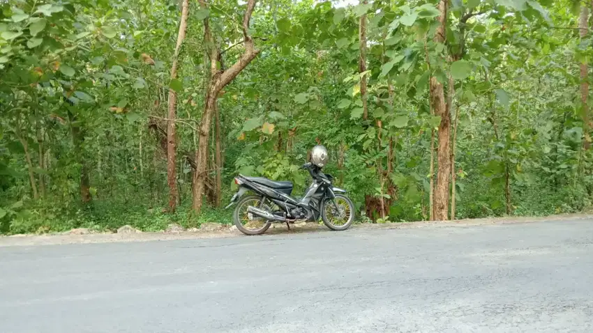 Tanah  penuh pohon jati mangku jalan propinsi