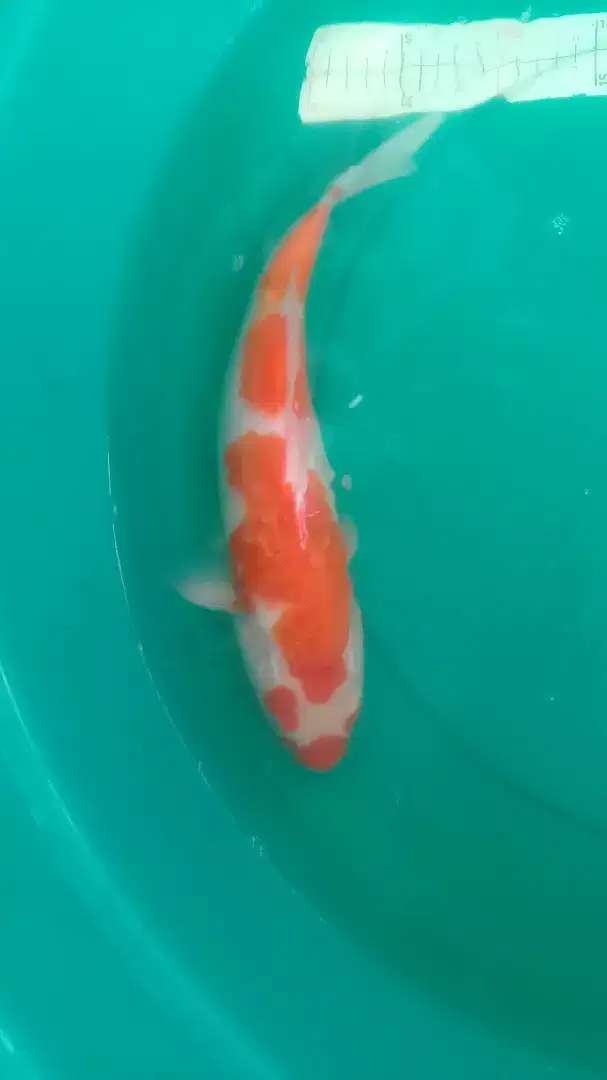 Ikan koi Kohaku Kucibeni 36cm pola lucu