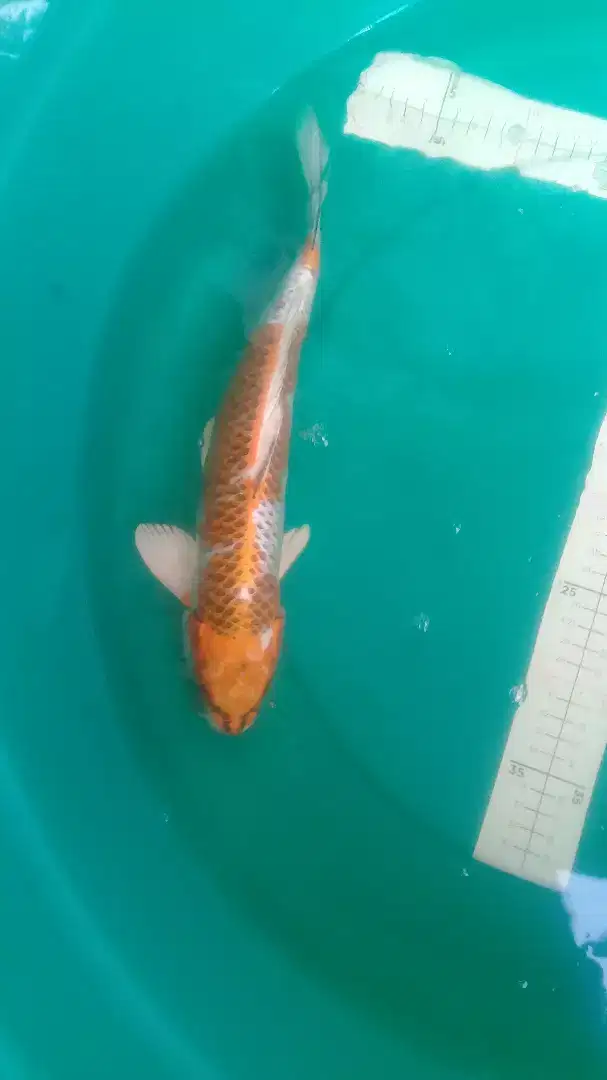 Ikan koi Ki Kujaku 36cm warna yellow