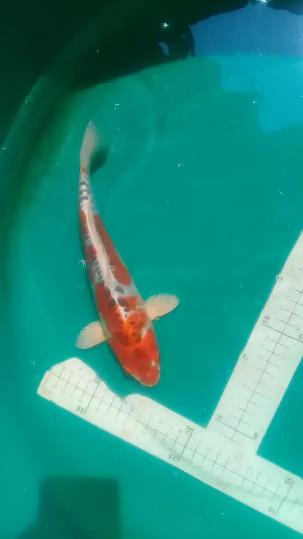 Ikan koi Kujaku Doitsu 30cm