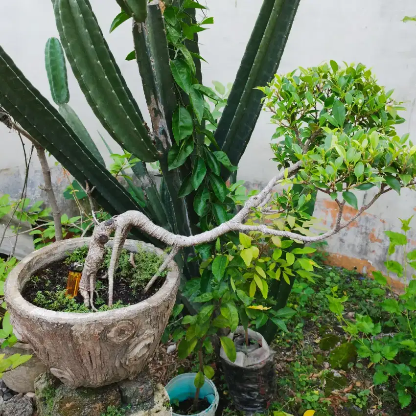 Bonsai Kimeng Meliuk