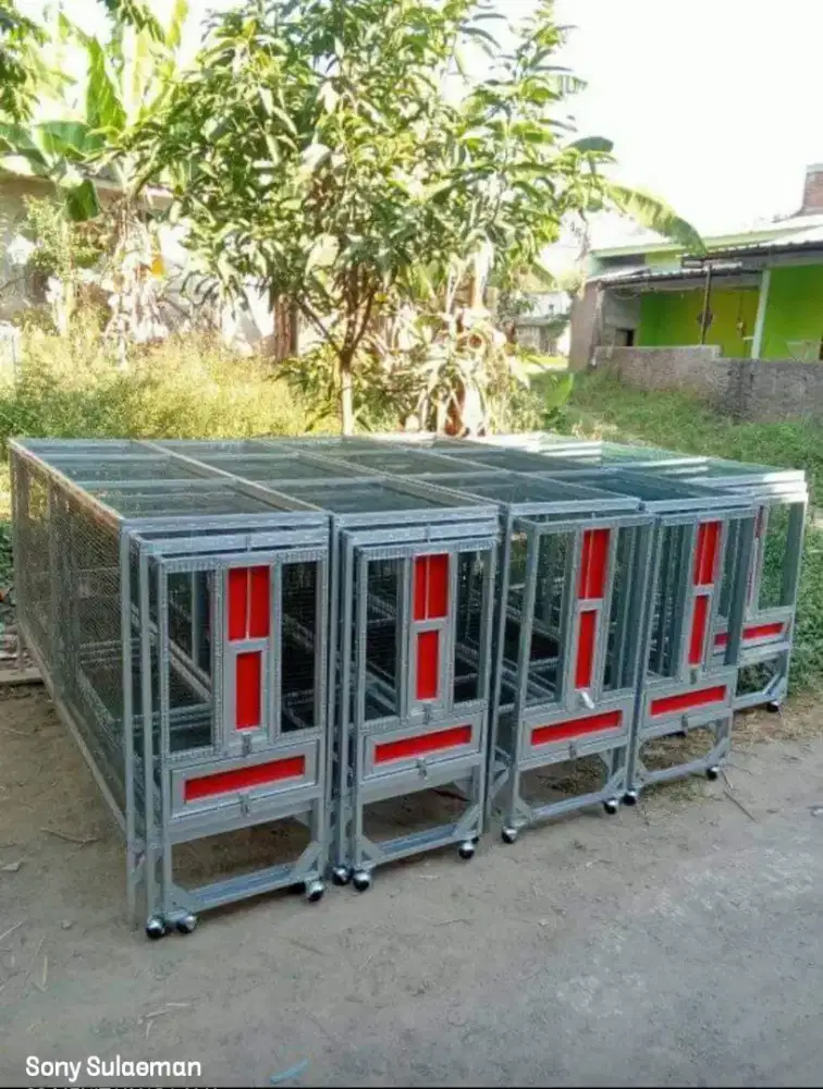 Redy umbaran murai dan ternak