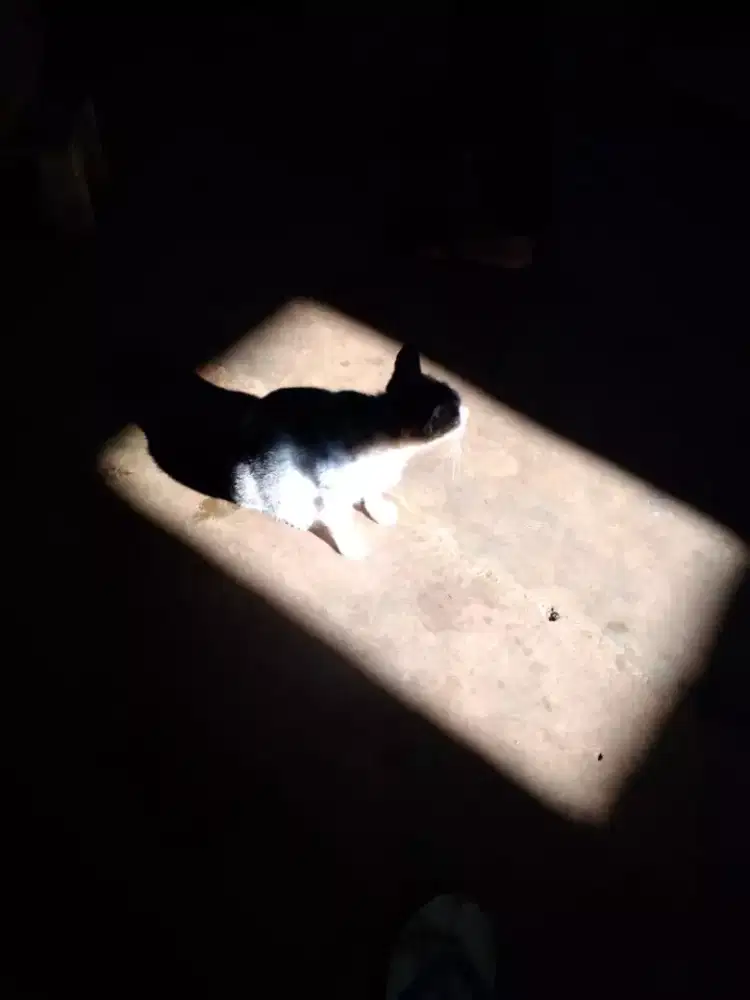 Asisten Rumah Tangga, menginap dan bisa motor