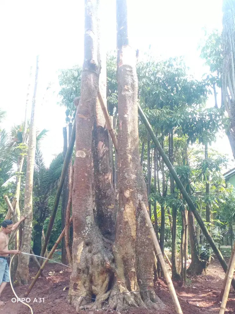 Jual pohon pule murah