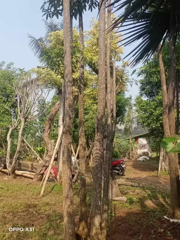 Jual pohon pule murah