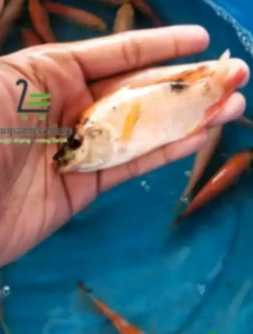 ikan nila merah