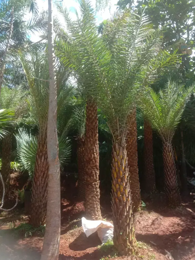 Palem kenari silvertris