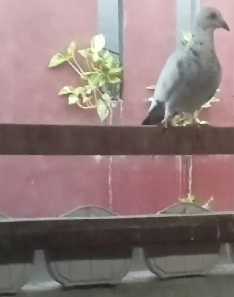 Burung Dara / Merpati Piyik