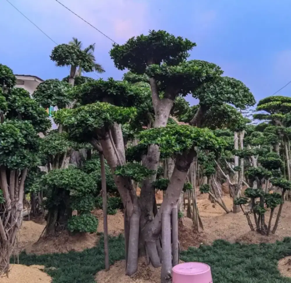 Pohon bonsai beringin Korea