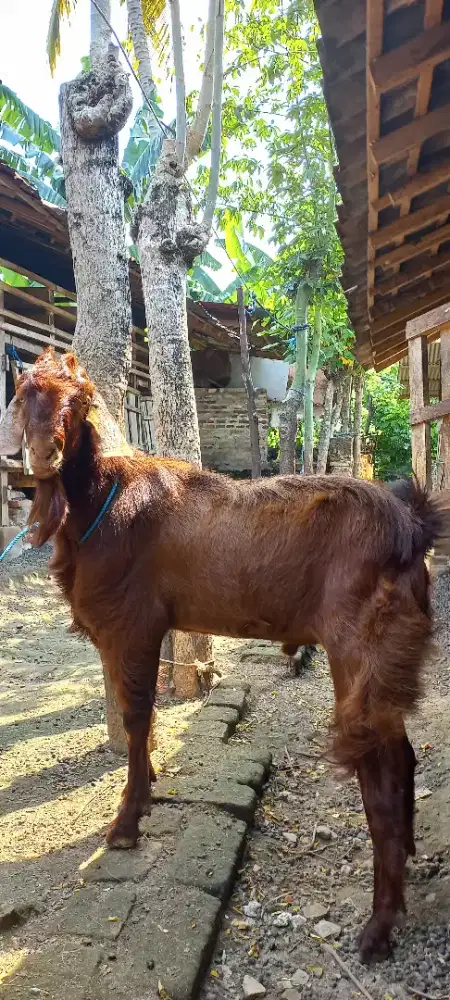 Kambing qurban jogja