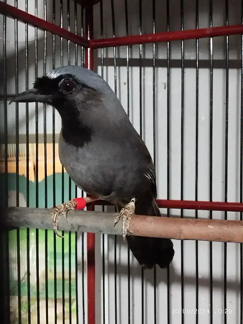 BURUNG LEGENDARIS ANTIK POKSAY PIPI HITAM GACOR GOYANG BUKA EKOR