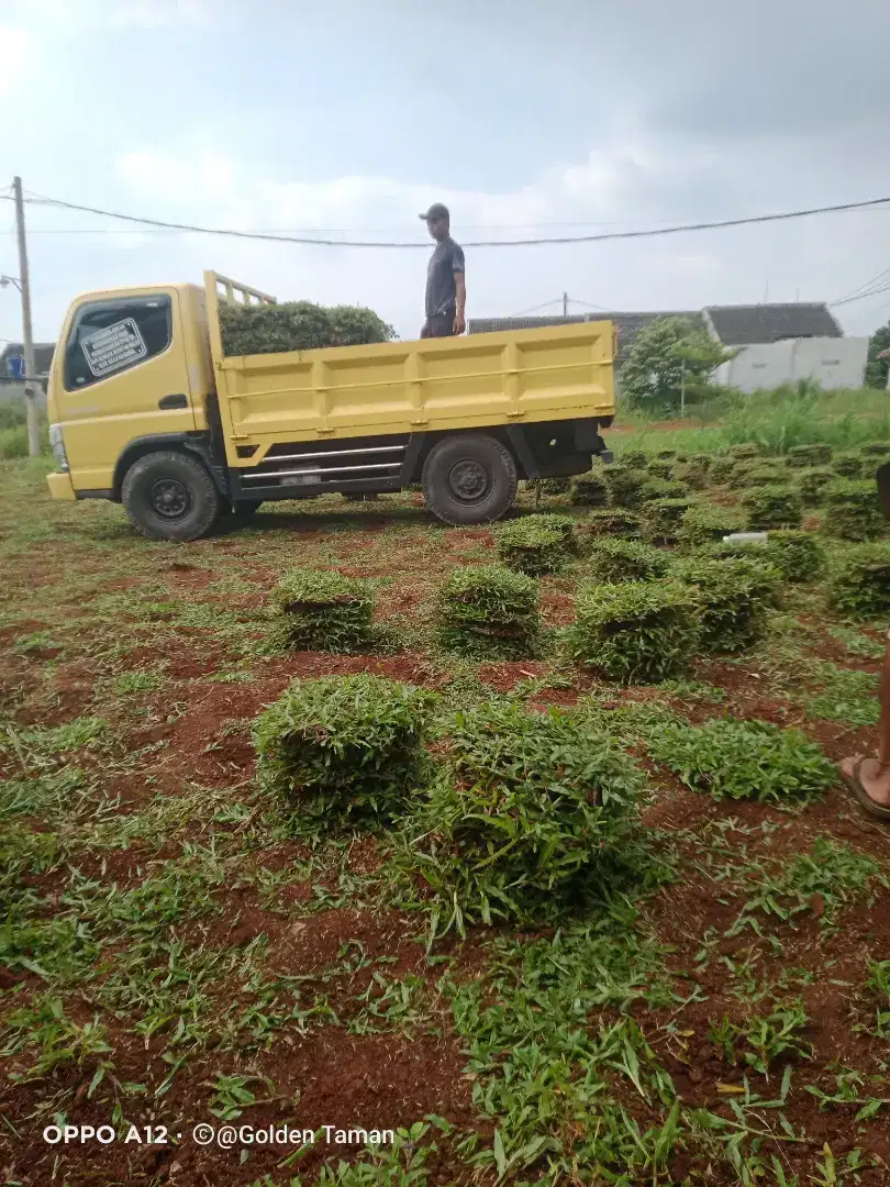 Rumput gajah biasa